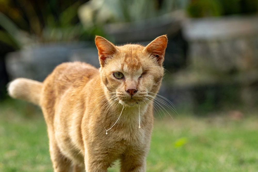 Ciri-Ciri Kucing Rabies yang Harus Kalian Waspadai