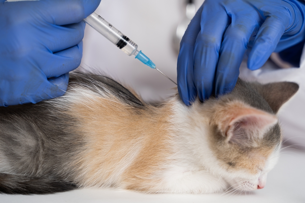Langkah Pencegahan Rabies pada Kucing